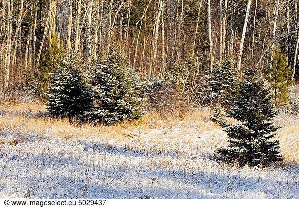 Staub wischen  staubwischen  Baum  früh  Wiese  Fichte  Ontario  Schnee  Sudbury