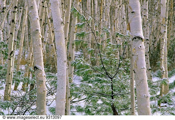 Staub wischen staubwischen Frische weiß Kiefer Pinus sylvestris Kiefern Föhren Pinie Birke Greater Sudbury Kanada Ontario Schnee