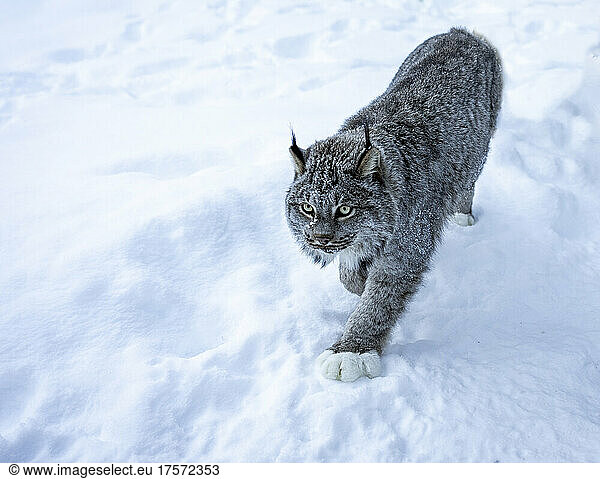 Stealthy Lynx Talking Prey in Alaska Snow