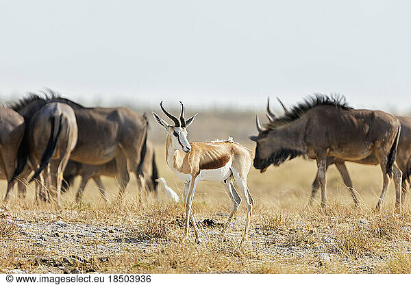 Steenbok and Gnu at Etosha National Park  Namibia  Africa