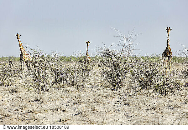 Steenbok at Etosha National Park  Namibia  Africa