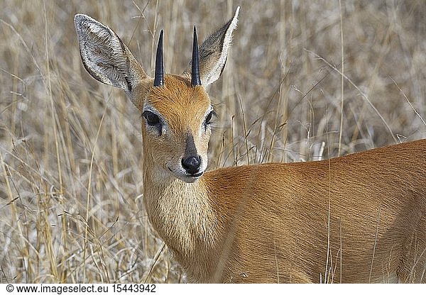 Steenbok (Raphicerus campestris)  adult male standing in the dry grassland  attentive  animal portrait  Kruger National Park  South Africa  Africa.