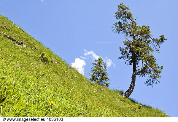 Steep mountain meadow with a tree  Styria  Austria  Europe