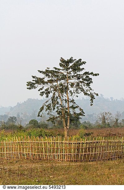 stehend  Baum  Landschaft  ernten  Feld  Hügel  Einsamkeit  Indien
