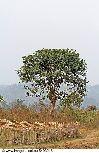 stehend  Baum  Landschaft  ernten  Feld  Hügel  Einsamkeit  Indien