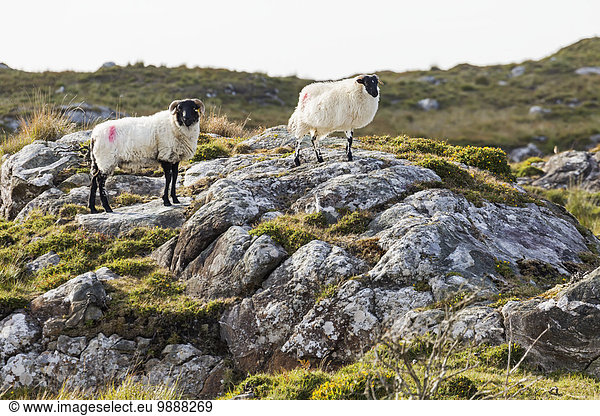 stehend Felsen Schaf Ovis aries Feld Hügel County Galway Irland
