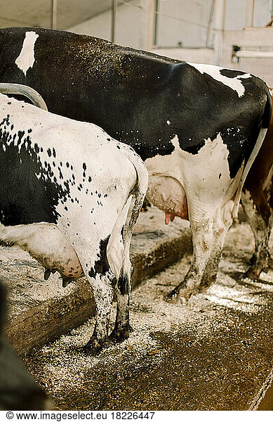 Stehende Kühe auf einer Rinderfarm