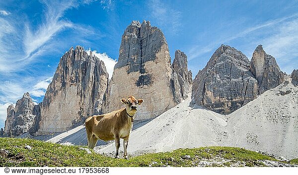 Stehende Kuh vor Gebirge drei Zinnen  Dolomiten  Südtirol  Italien  Europa