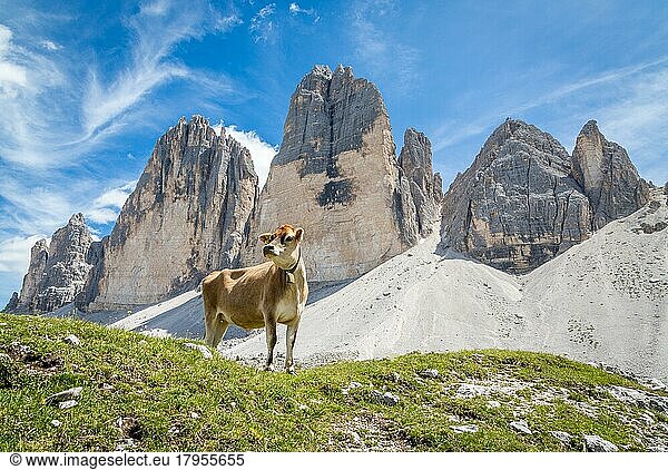Stehende Kuh vor Gebirge drei Zinnen  Dolomiten  Südtirol  Italien  Europa