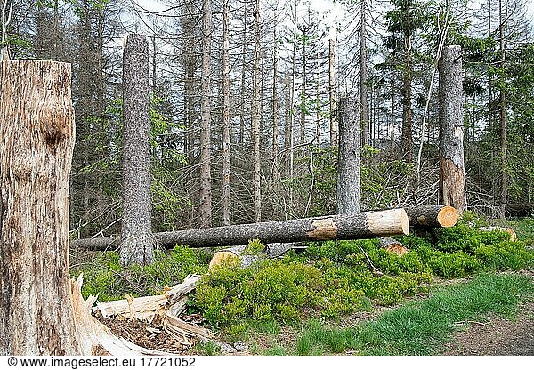 Stehendes Totholz im Nationalpark  tote Fichten und natürlich nachwachsender Wald mit Blaubeeren als Bodenbewuchs  Nationalpark Harz  Deutschland  Europa