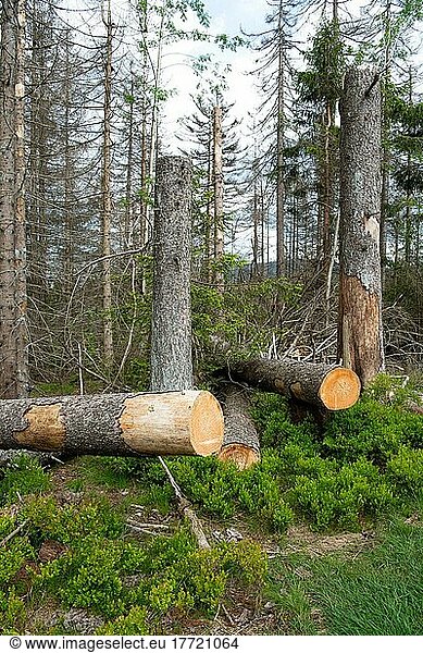 Stehendes Totholz im Nationalpark  tote Fichten und natürlich nachwachsender Wald mit Blaubeeren als Bodenbewuchs  Nationalpark Harz  Deutschland  Europa