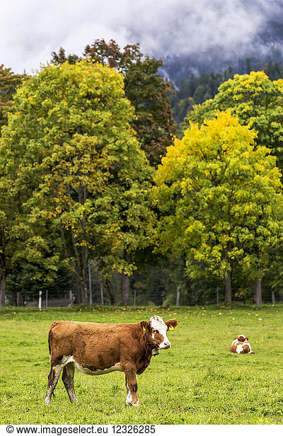 Stehendes Vieh auf der Weide mit Bäumen im Hintergrund und Wolken über dem Berghang; Grainau  Bayern  Deutschland