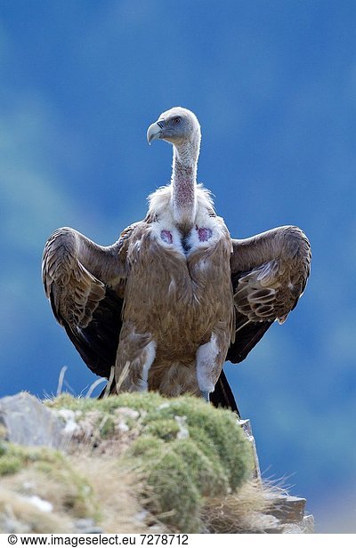 Steilküste hocken - Tier Erwachsener Huesca Pyrenäen Spanien Geier