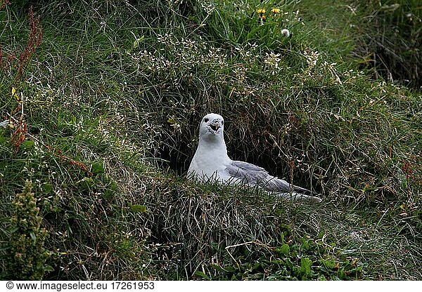 Steilküste  Küste  Polarmöwe (Larus glaucoides)  Nest  Brutplatz  Arnarstapi  Snæfellsnes  Halbinsel Snäfellsnes  Westküste  Island  Europa