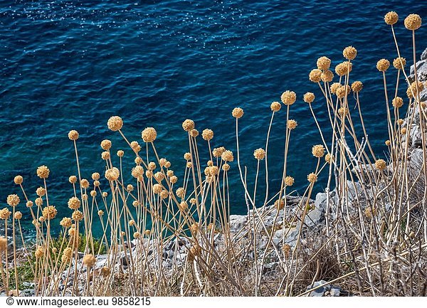 Steilküste Meer ungestüm Wachstum Knoblauch Lauch Griechenland Mani Peloponnes Samen