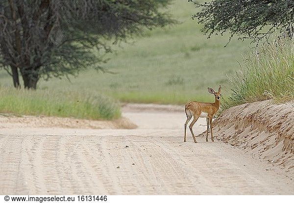 Steinbock (Raphicerus campestris)  erwachsenes Weibchen  am Rande einer unbefestigten Straße  aufmerksam  Kgalagadi Transfrontier Park  Nordkap  Südafrika  Afrika.