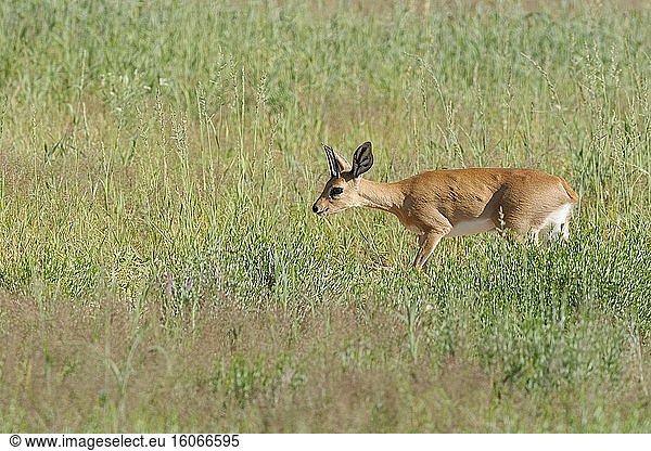 Steinbock (Raphicerus campestris)  erwachsenes Weibchen  auf Nahrungssuche im hohen Gras  Kgalagadi Transfrontier Park  Nordkap  Südafrika  Afrika.