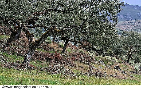 Steineiche (Quercus ilex) in Extremadura  Spanien  Europa