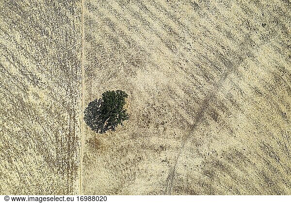 Steineiche (Quercus ilex) und Brachland  Luftbild  Drohnenaufnahme  Provinz Málaga  Andalusien  Spanien  Europa