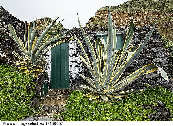 Steinfassade mit grüner Haustüre und Agave  Rocha da Relva  Sao Miguel  Azoren  Portugal  Europa