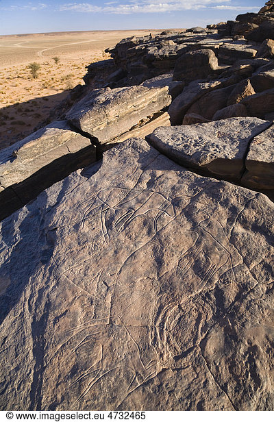 Steingravuren in der Schwarzen Wüste  Steinwüste  Libyen  Sahara  Nordafrika  Afrika
