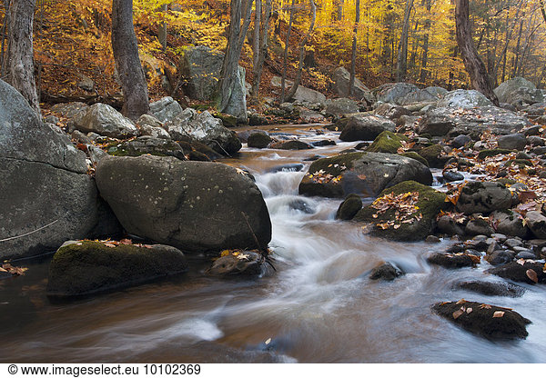Steiniger Bach in einem Wald mit Herbstlaub und Laub im Bundesstaat New York.