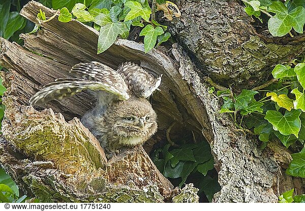 Steinkauz (Athene noctua) jung  Flügel ausbreitend  sitzt morgens am Eingang des Nestlochs  Oxfordshire  England  Juni