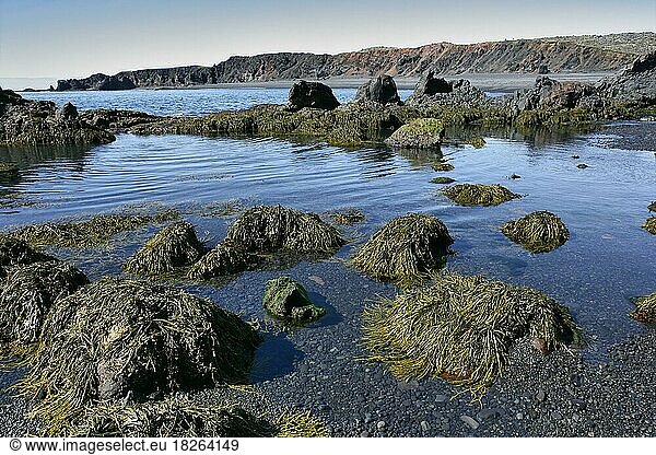 Steinkraut und Sedimentgestein  Snaefellsnes-Halbinsel  Island  Europa