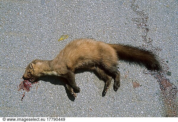 Steinmarder (Martes foina)  Marderartige  Raubtiere  Säugetiere  Tiere  Dead Mammals  Beech Marten  road casualty
