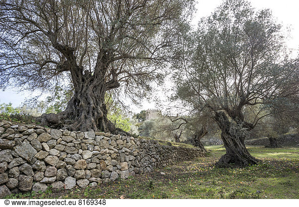 Steinmauer  Baum  Olive  antik