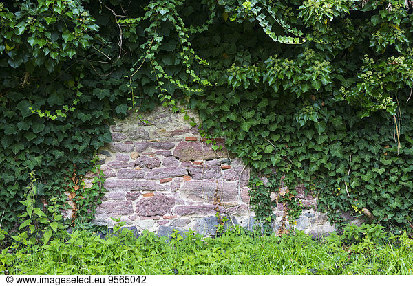 Steinmauer Efeu Hedera helix Sequenzierung Deutschland Hessen