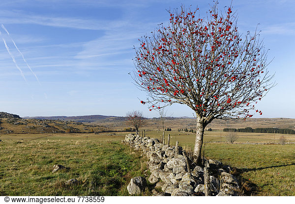Steinmauer  europäisch  Landschaft  Eberesche  Sorbus aucuparia
