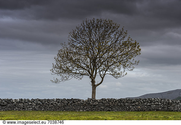 Steinmauer  Europa  Baum  Himmel  dramatisch  1  Clare County