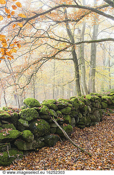 Steinmauer im Wald