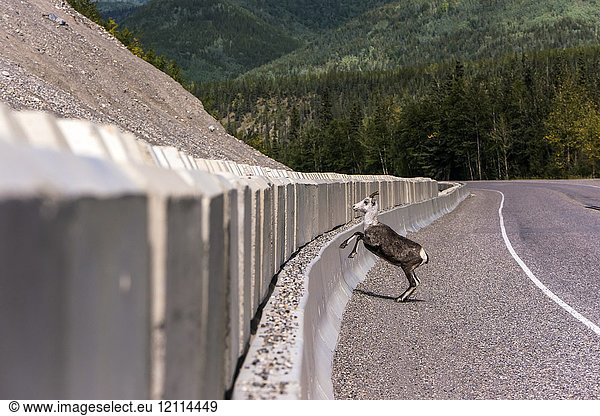 Steinschaf (Ovis dalli stonei) beim Sprung über die Absperrung entlang des Alaska Highway ; British Columbia  Kanada