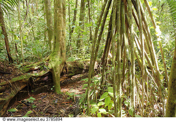 Stelzenwurzeln einer Palme  Regenwald im Nationalpark Maquenque  Costa Rica