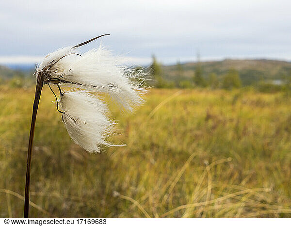 Stem of cotton grass in agricultural field at Sweden