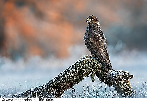 Steppe buzzard (Buteo buteo) on tree trunk at sunrise,  frost,  winter,  Middle Elbe Biosphere Reserve,  Saxony-Anhalt,  Germany,  Europe