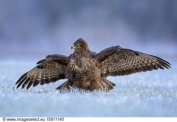 Steppe buzzard (Buteo buteo) defending the prey  prey jacketing  frost  winter  Middle Elbe Biosphere Reserve  Saxony-Anhalt  Germany  Europe