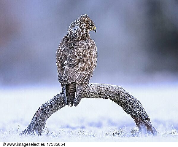Steppe buzzard (Buteo buteo) foraging on a branch  lurking for prey  snow  ice and frost  Middle Elbe Biosphere Reserve  Saxony-Anhalt  Germany  Europe