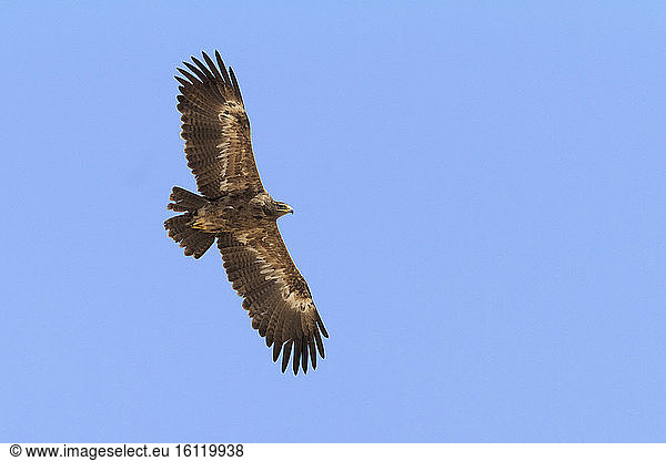 Steppe Eagle (Aquila nipalensis orientalis)  bottom view of a juvenile migrating over Sinai Peninsula  South Sinai Governorate  Egypt