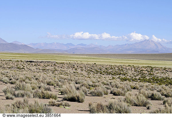 Steppe  Gräser  Vegetation  Weite  Ebene  Reserva Nacional de las Vicunas  Lauca Nationalpark  Altiplano  Norte Grande  Nordchile  Chile  Südamerika