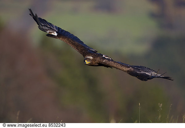 Steppenadler (Aquila nipalensis) im Flug  Beizvogel einer Falknerei