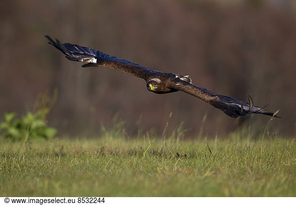 Steppenadler (Aquila nipalensis) im Flug  Beizvogel einer Falknerei