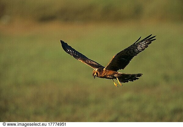 Steppenweihe (Circus macrourus)  Steppenweihen  Greifvögel  Tiere  Vögel  Pallid Harrier Immature flying low