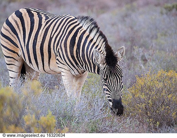 Steppenzebra (Equus quagga  früher Equus burchellii) beim Grasen. Karoo  Westkap  Südafrika.