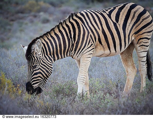 Steppenzebra (Equus quagga  früher Equus burchellii) beim Grasen. Karoo  Westkap  Südafrika.