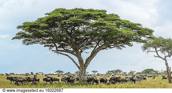 Steppenzebra (Equus quagga  früher Equus burchellii) und Streifengnu  Weißbartgnu oder Bürstengnu (Connochaetes taurinus) unter einer Schirmdorn-Akazie  auch bekannt als Schirmdorn und israelischer Babool (Vachellia tortilis  früher Acacia tortilis). Serengeti-Nationalpark. Tansania.
