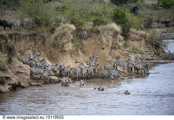 Steppenzebra  (Equus quagga)  Herde bei der Migration  große Wanderung  Fluss Überquerung  am Steilufer  Mara Fluss  Masai Mara Nationalreservat  Kenia  Afrika