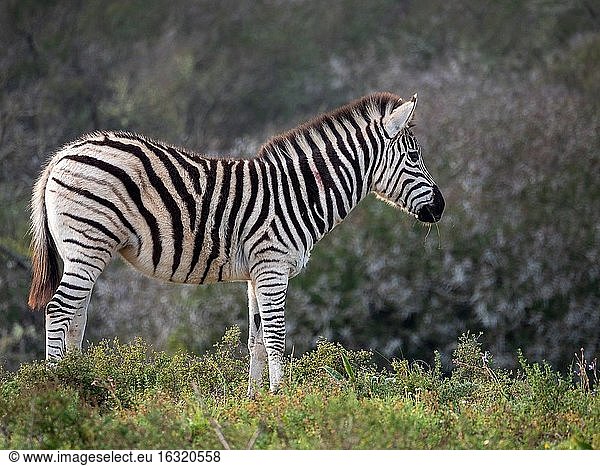 Steppenzebra oder Gewöhnliches Zebra (Equus quagga  früher Equus burchellii) als Jungtier. Ostkap. Süd Afrika.